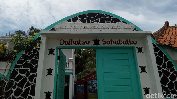 Konservasi Penyu di pantai Batuhiu