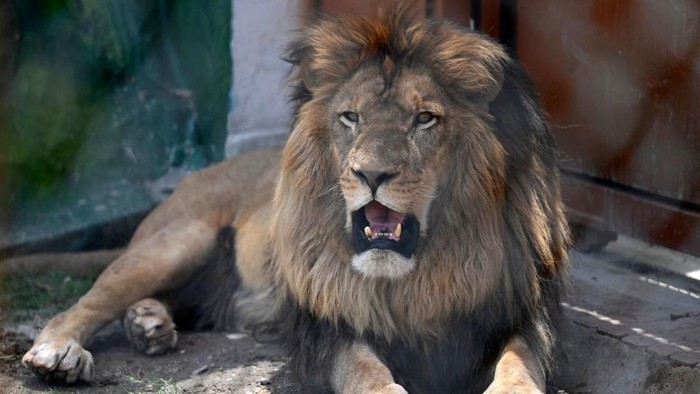 A caretaker prepares to place an ice block inside an enclosure of lions on a hot summer day at the Ayub National Park in Rawalpindi on May 18, 2022. (Photo by Aamir QURESHI / AFP) (Photo by AAMIR QURESHI/AFP via Getty Images)