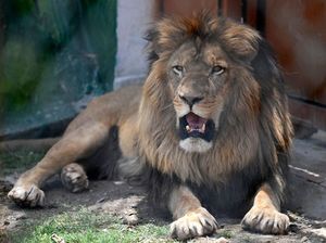 30 Singa dan Harimau Akhirnya Dievakuasi Setelah Hidup yang Memprihatinkan