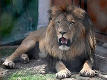 30 Singa dan Harimau Akhirnya Dievakuasi Setelah Hidup yang Memprihatinkan
