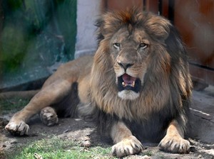 30 Singa dan Harimau Akhirnya Dievakuasi Setelah Hidup yang Memprihatinkan