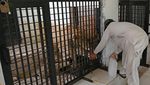 Pakistan Panas Banget, Kandang Singa Sampai Dipasangi AC