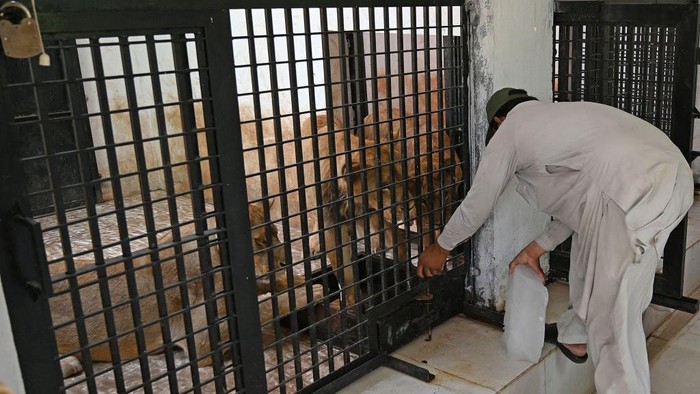 A caretaker prepares to place an ice block inside an enclosure of lions on a hot summer day at the Ayub National Park in Rawalpindi on May 18, 2022. (Photo by Aamir QURESHI / AFP) (Photo by AAMIR QURESHI/AFP via Getty Images)