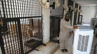 Pemasangan AC itu dilakukan untuk mencegah hewan-hewan tersebut mengalami dehidrasi.
