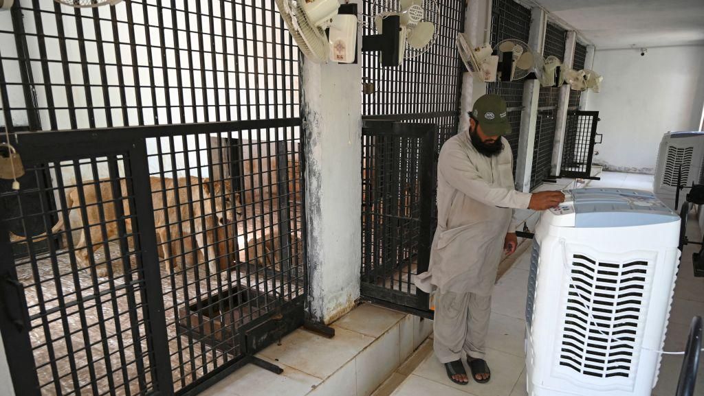 Pakistan Panas Banget, Kandang Singa Sampai Dipasangi AC