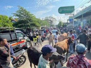 Pasar Hewan Pasuruan Ditutup Imbas Wabah PMK, Begini Nasib Pedagang