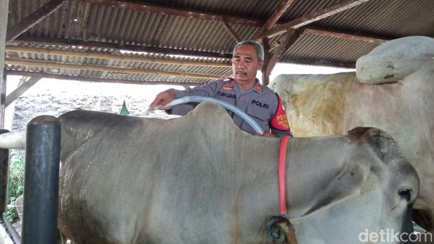 Polisi di Cirebon raup omzet fantastis dari bisnis ternak sapi.