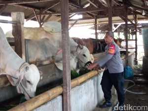 Kisah Polisi di Cirebon Raup Omzet Rp 1 Miliar dari Ternak Sapi