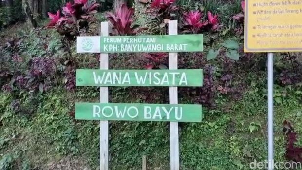 Rowo Bayu Banyuwangi