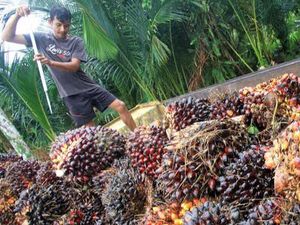 Zulhas Minta Produsen Minyak Goreng Beli Sawit Petani Rp 1.600/Kg