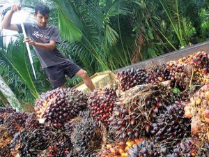 Zulhas Minta Produsen Minyak Goreng Beli Sawit Petani Rp 1.600/Kg