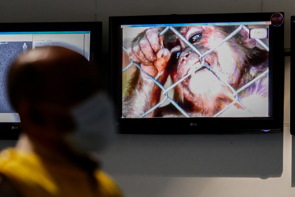Seorang petugas kesehatan berdiri di depan informasi virus monkeypox di Bandara Internasional Soekarno-Hatta di Tangerang dekat Jakarta, Indonesia pada 15 Mei 2019. Monkeypox adalah penyakit menular oleh virus monkeypox yang endemik dari sebagian wilayah Tengah dan Afrika Barat yang membuat manusia luka, demam, nyeri otot dan kedinginan. (Getty Images/Anadolu Agency)