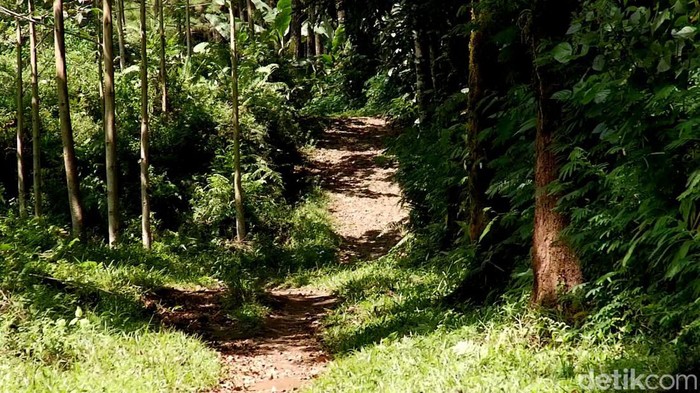 Kades Bayu, Sugito menyebut, lokasi KKN Desa Penari berada di kawasan Rowo Bayu Banyuwangi. Apa buktinya?