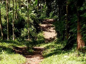 Lokasi Pasti KKN Desa Penari Diungkap Kades Bayu Banyuwangi