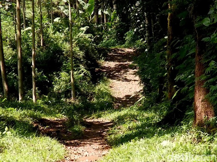 Kades Bayu, Sugito menyebut, lokasi KKN Desa Penari berada di kawasan Rowo Bayu Banyuwangi. Apa buktinya?