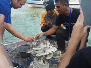 Cinta Lingkungan, LPDP Tanam Karang di Kepulauan Seribu