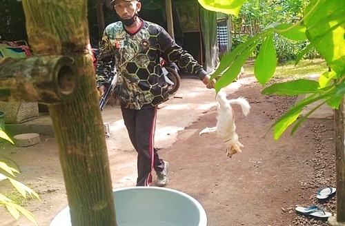 Petugas melakukan vaksinasi darurat dan eliminasi selektif di Desa Banyubiru, Kecamatan Negara, Jembrana Bali, Rabu (18/5/2022)