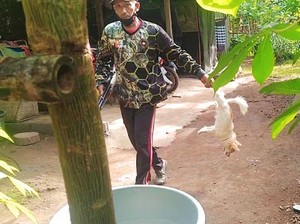 Kadistan Jembrana Heran Sampel Sebagian Besar Positif Rabies