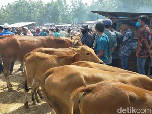 Pedagang Keluhkan Harga Sapi Anjlok di Bangkalan Dampak PMK