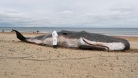 Instalasi tersebut merupakan sebuah teater jalanan bertajuk The Whale yang merupakan pernyataan tentang lingkungan dan perubahan iklim.