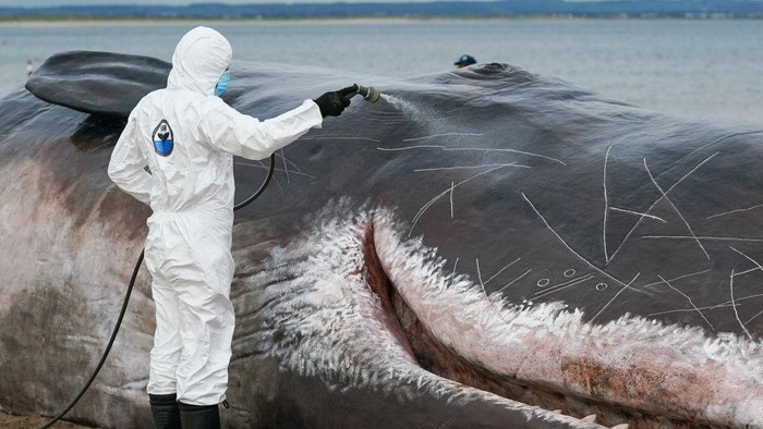 REDCAR, ENGLAND - MAY 22: An internationally-renowned interactive street theatre spectacle called 'The Whale' appears on Majuba beach at Redcar in a statement about the environment and climate change on May 22, 2022 in Redcar, England. The whale has been created by Belgium-based artistic group, The Captain Boomer Collective in cooperation with sculptors from Zephyr Wildlife reproductions. Captain Boomer creates location-based shows that explore the boundaries between reality and fiction. The event involves a life-size, hyper-real statue of a sperm whale which is found washed up on a beach in Redcar. As part of the spectacle, a team of performers acting as scientists run tests for three days to find out why it happened. The organisers hope the installation will help Redcar be further recognised as a place where communities explore the opportunity to see and engage in a quality cultural offer that challenges and stimulates discussion about wider agendas such as climate change. (Photo by Ian Forsyth/Getty Images)