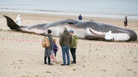 Begini penampakan instalasi patung paus sperma yang terdampar di Pantai Majuba, Redcar, Inggris, Minggu (22/5/2022).