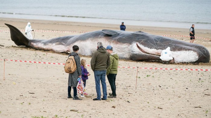 1398612110 REDCAR, ENGLAND - MAY 22: An internationally-renowned interactive street theatre spectacle called 'The Whale' appears on Majuba beach at Redcar in a statement about the environment and climate change on May 22, 2022 in Redcar, England. The whale has been created by Belgium-based artistic group, The Captain Boomer Collective in cooperation with sculptors from Zephyr Wildlife reproductions. Captain Boomer creates location-based shows that explore the boundaries between reality and fiction. The event involves a life-size, hyper-real statue of a sperm whale which is found washed up on a beach in Redcar. As part of the spectacle, a team of performers acting as scientists run tests for three days to find out why it happened. The organisers hope the installation will help Redcar be further recognised as a place where communities explore the opportunity to see and engage in a quality cultural offer that challenges and stimulates discussion about wider agendas such as climate change. (Photo by Ian Forsyth/Getty Images)
