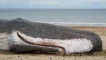 Ada Paus Terdampar di Pantai Inggris, Ternyata Aslinya Ini...