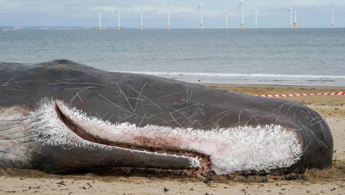 Instalasi seni paus terdampar menarik perhatian pengunjung di pantai Majuba, Redcar, Inggris. Pasalnya instalasi seni itu berukuran seperti aslinya. Ini fotonya