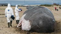 Mengutip Getty Images, paus tersebut dibuat oleh kelompok seni yang berbasis di Belgia, The Captain Boomer Collective bekerja sama dengan pematung dari reproduksi Zephyr Wildlife.