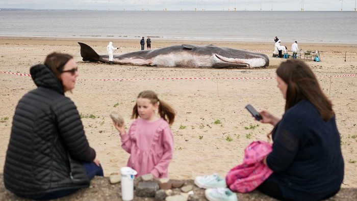 Ada 'Paus' Terdampar di Pantai Inggris, Ternyata Aslinya Ini... Instalasi seni paus terdampar menarik perhatian pengunjung di pantai Majuba, Redcar, Inggris. Pasalnya instalasi seni itu berukuran seperti aslinya. Ini fotonya