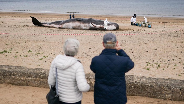 Instalasi seni paus terdampar menarik perhatian pengunjung di pantai Majuba, Redcar, Inggris. Pasalnya instalasi seni itu berukuran seperti aslinya. Ini fotonya
