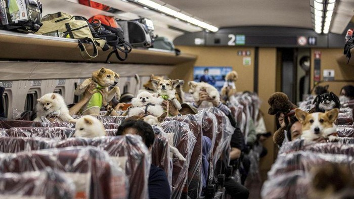 Anajing-anjing sudah bisa naik shinkansen