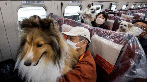 Untuk pertama kalinya, 21 ekor anjing diizinkan untuk bebas berkeliaran di kereta khusus yang ramah hewan peliharaan pada hari Sabtu, sebagai bagian dari uji coba oleh Japan Railways (JR).
