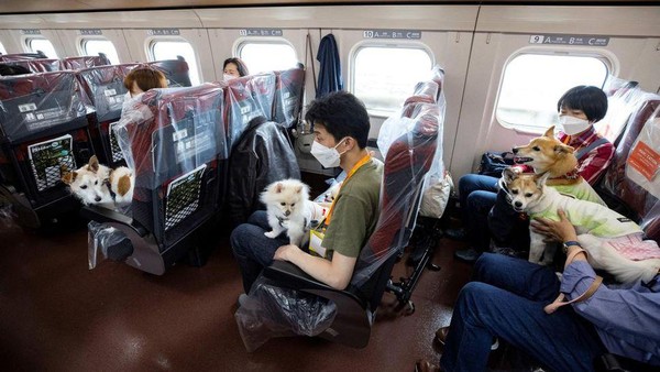 Di stasiun Ueno di Tokyo, 21 penumpang berbulu naik kereta Shinkansen yang ramping untuk perjalanan satu jam ke kota resor Karuizawa bersama pemiliknya.