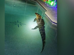 Pria di Banyuasin Tewas Diterkam Buaya Saat Mencari Ikan