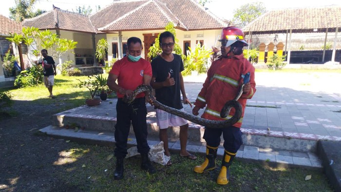 Damkartan Karangasem saat melakukan evakuasi ular piton panjang 3 meter