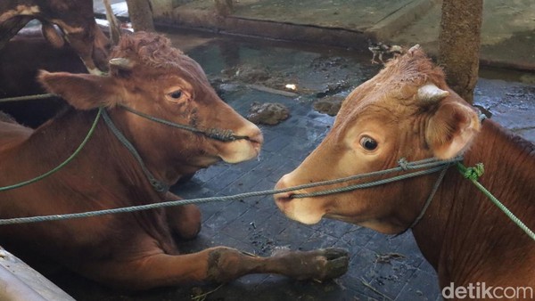 Ini Cara Peternak Sapi di Bandung Antisipasi Penyebaran PMK