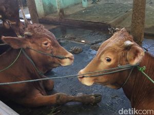 Ternyata Ini Penyebab Penyakit Mulut dan Kuku Masuk ke RI