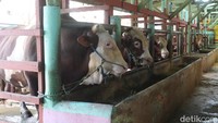 Bambang memastikan jika stok sapi yang ada di kandangnya aman dari wabah PMK karena sudah dicek oleh Dinas Ketahanan Panagan dan Pertanian Kota Bandung.