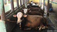 Selain itu, untuk mencegah terjadinya penyebaran wabah PMK ini, kandang sapi sudah dilakukan sterilisasi dan sapi sudah diberikan obat.