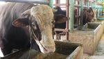 Ini Cara Peternak Sapi di Bandung Antisipasi Penyebaran PMK