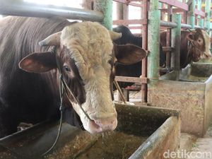 48 Desa di Sumut Setop Penjualan Sapi Gegara Penyakit Mulut dan Kuku