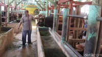 Bambang menyebut, sapi yang dibesarkannya berasal dari Jawa Timur. 