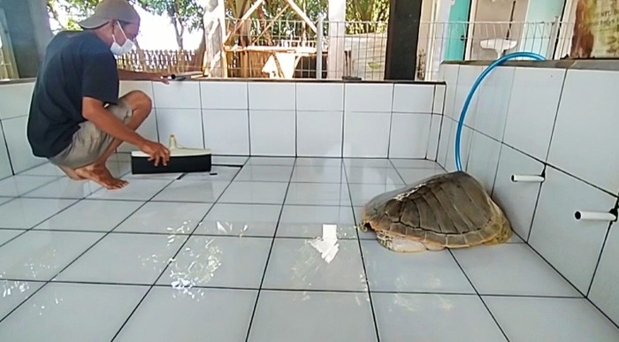 Koordinator kelompok pelestari penyu Kurma Asih Desa Perancak, Kecamatan Jembrana, Kabupaten Jembrana, Bali, I Wayan Anom Astika Jaya