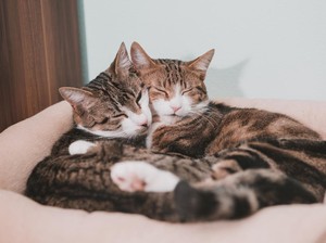 Kenapa Banyak Kucing yang Memiliki Kaki Berwarna Putih? Begini Penjelasannya