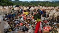 Kendati demikian, masih banyak peternak yang mengabaikan anjuran tersebut dan membiarkan sapinya berkeliaran bebas mencari makan.  
