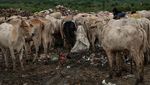 Duh, Sapi-sapi Ini Dibiarkan Makan di Tumpukan Sampah Saat PMK Mewabah