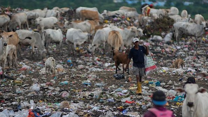 A child chases away a herd of cows looking for food at a landfill in Kawatuna, Palu City, Central Sulawesi Province, Indonesia on May 22, 2022. The local government has issued an appeal to farmers to house their cattle in order to prevent the spread of Mouth and Nail Disease (FMD) which is currently This has hit several areas in Indonesia, but many farmers have ignored this advice and let their cows roam freely looking for food, including in garbage shelters. (Photo by Basri Marzuki/NurPhoto via Getty Images)
