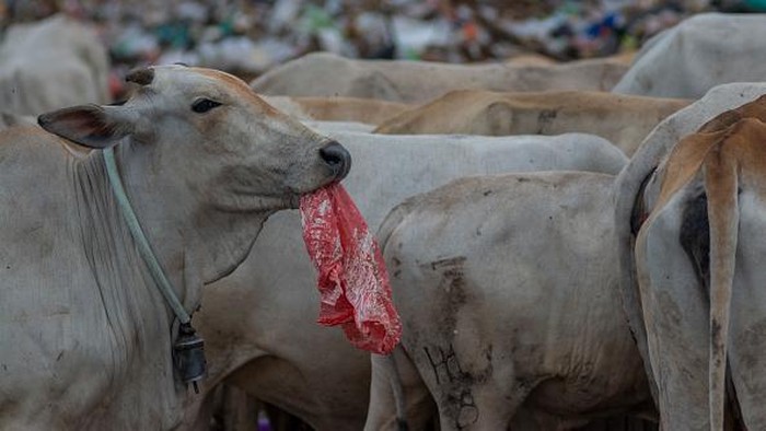 Marak Wabah PMK, Sapi-sapi Ini Masih Cari Makan di TPA Palu A child chases away a herd of cows looking for food at a landfill in Kawatuna, Palu City, Central Sulawesi Province, Indonesia on May 22, 2022. The local government has issued an appeal to farmers to house their cattle in order to prevent the spread of Mouth and Nail Disease (FMD) which is currently This has hit several areas in Indonesia, but many farmers have ignored this advice and let their cows roam freely looking for food, including in garbage shelters. (Photo by Basri Marzuki/NurPhoto via Getty Images)